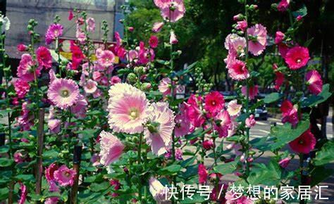 花卉|从9月10日开始，家养此款花卉，耐旱又耐晒，花开大又艳