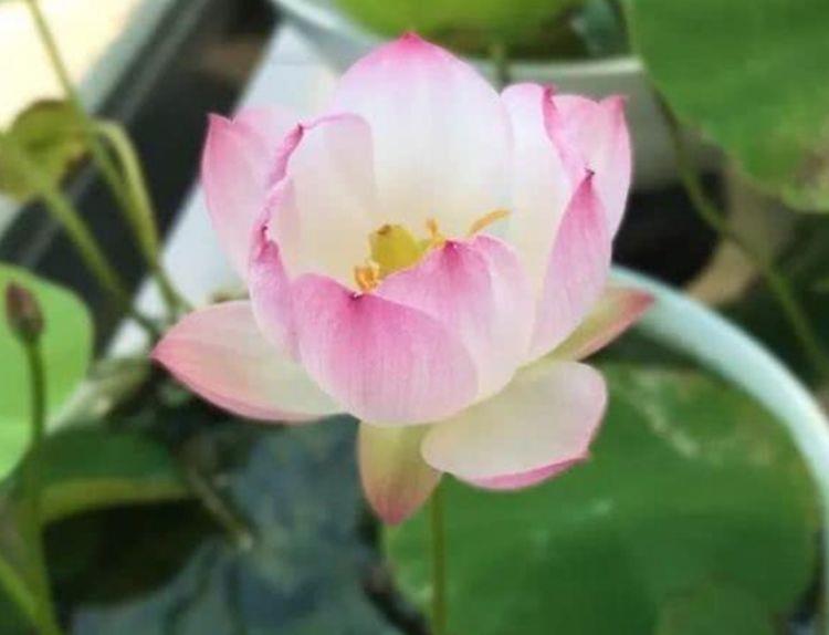 养花就选此4款,花色绚丽夺目,省心省力特好养