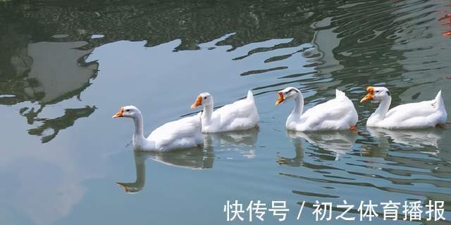 杜甫!从骆宾王和杜甫的咏鹅,看写好咏物诗词的创作诀窍