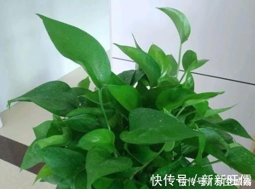 光照|家庭养绿萝，学会最“实用”的方法，叶片绿得滴油，疯长不停！