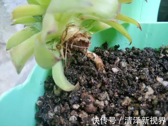 叶子|多肉出现3个状态,是烂根“信号”,再不管根都烂完,别忽视!