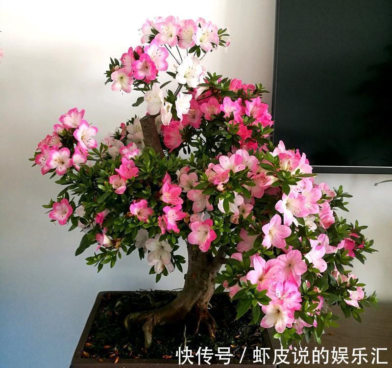 冬天花市“猫腻”多,5种“激素花”,多好看也别买,白白浪费钱