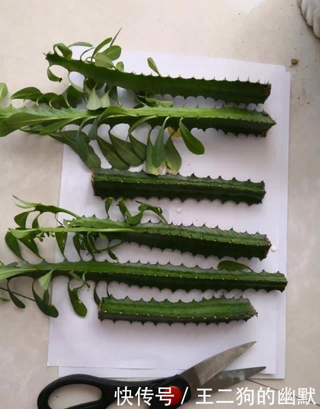 龙骨花也能扦插繁殖，方法都在这里，学会不是难事