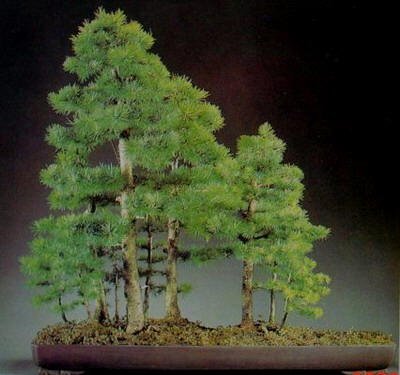 收藏|惊艳的6大盆景造型,中国植物艺术的巅峰,收藏起来