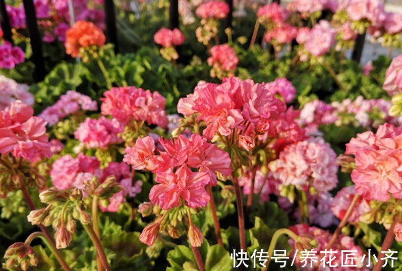 封闭阳台养不好花?那就选这4种,记住“共同点”,就能四季开花