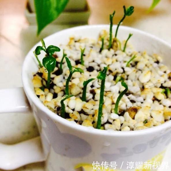 散光|不用再败家买小盆栽啦,吃过的柠檬简单处理下,一个月葱葱郁郁