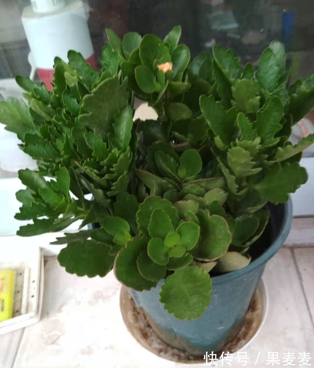 为什么你的长寿花养不活?看我是如何将长寿花养的粗又壮的!