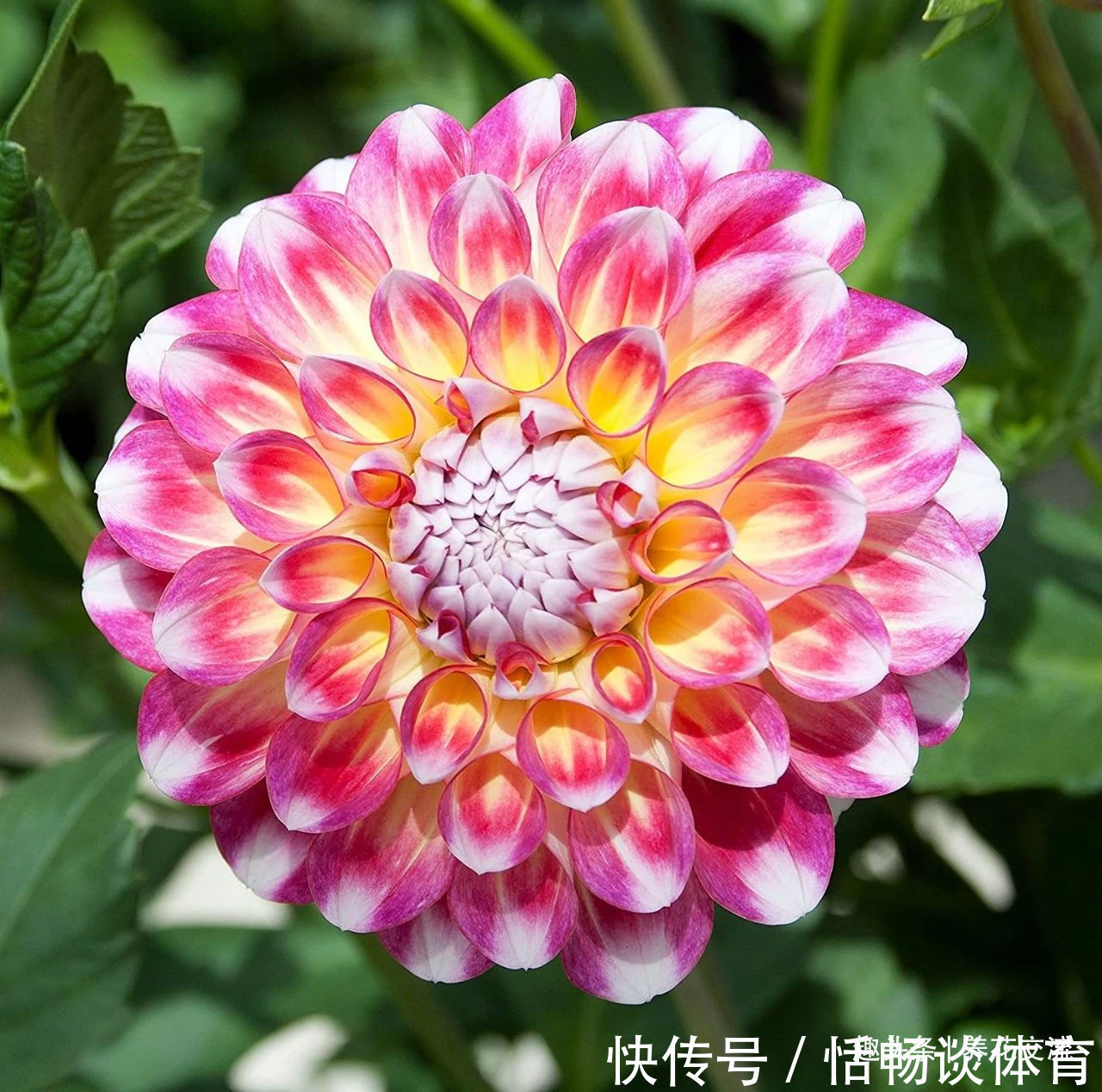 种大丽花的准备工作，温带和亚热带地区盆栽养护攻略