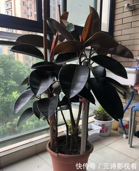 铜钱草|不要再说自己不会养花了!6种花“沾土就活”,越养越有成就感