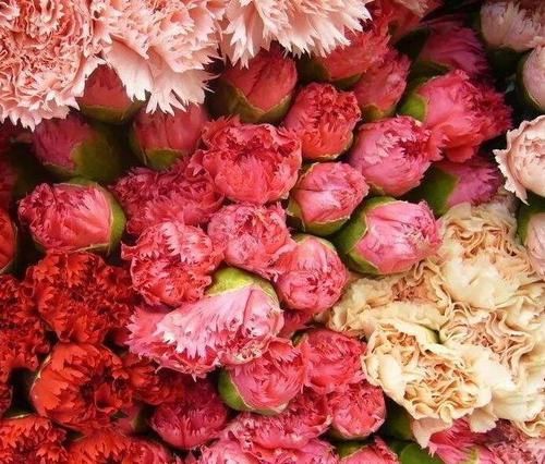 要素|夏天养花，“3点”要素不可忽略，不然“非死即伤”，值得了解下