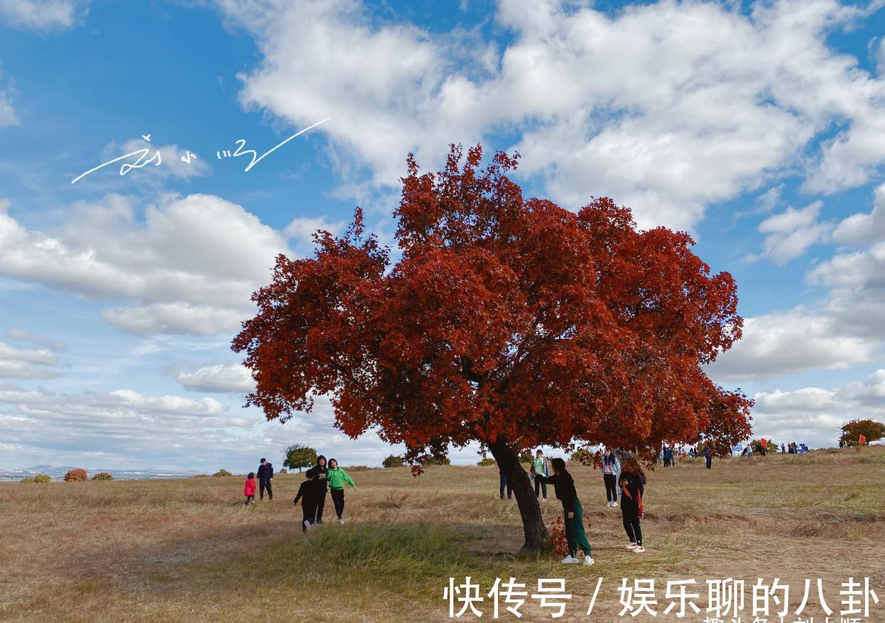 霍林河|内蒙古兴安盟“五角枫自然保护区”，秋景绝美，游客：名不虚传