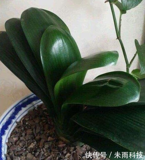 饼肥|家里养君子兰，一个施肥小技巧，叶片长得又厚又大，花开得非常多