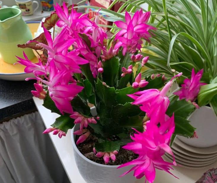 阳台上|7月养殖蟹爪兰，早点告别这3个习惯，盆栽才能安全度夏