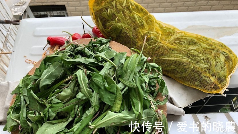 蒲公英|天然“青霉素”被找到，隔三岔五吃，杀菌消炎防感冒，别不懂吃！