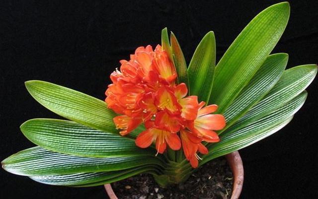 养护君子兰,学会“3个”浇水“小窍门”,满盆长满“大白根”