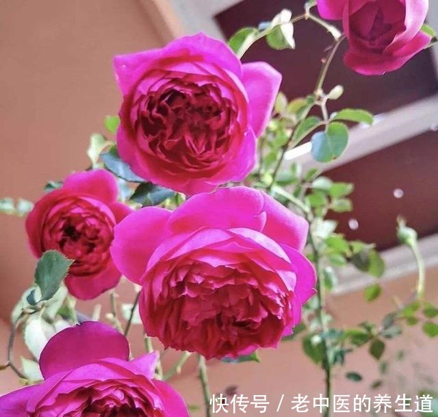 再冷也不怕的三种花卉,开出大朵大朵的花儿,香气阵阵!
