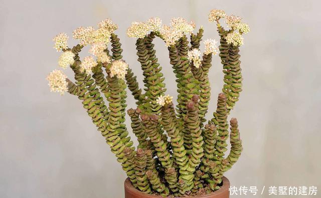 钱串|多肉界的招财树,还寓意着财源滚滚,好运连连,看它怎么养护