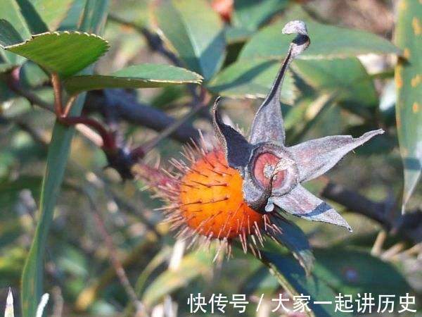 补肾|此物是男人们的天然保健品,坚持每天吃一点,补肾固精、强筋骨