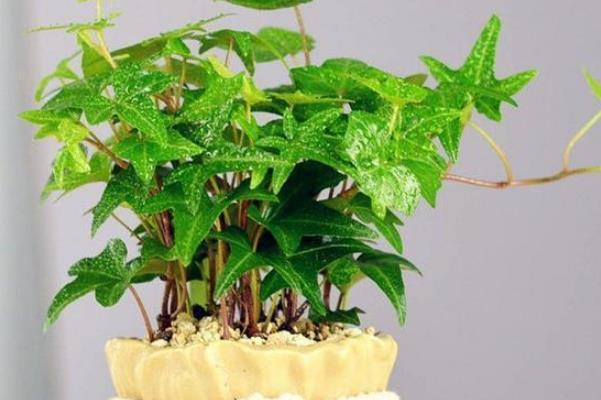 种绿植|最爱吸“二手烟”的4种绿植,家里摆一盆,能让你多活几年