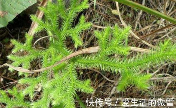 石松|毛茸茸的伸筋草，默默无闻却妙用多多