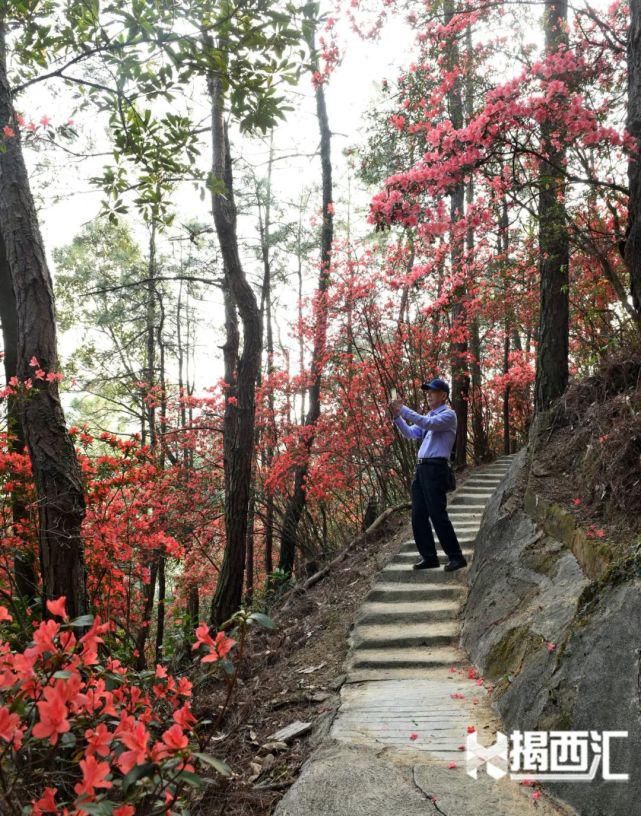 龙山杜鹃怒放，赏花正当时，点缀揭西的绿水青山