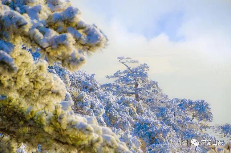 泰山银装素裹后石坞，雪松玉树赛仙境！