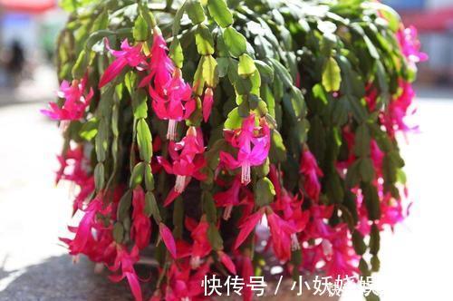 植株|蟹爪兰有5怕，了解掌握，不黄叶不掉花苞，越长越旺！