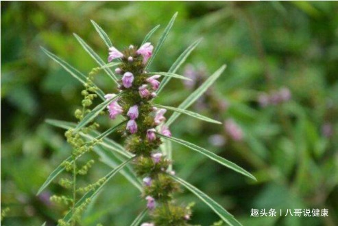 茺蔚子|女性不想妇科病缠身,煎服这种野草果,调经活血,还能“助孕”