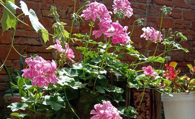 夏日|养夏日玫瑰（天竺葵），注意4点，一年四季开花，格外漂亮