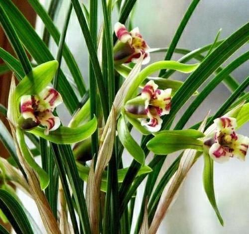  好处|给兰花浇灌或喷洒食醋有什么好处？