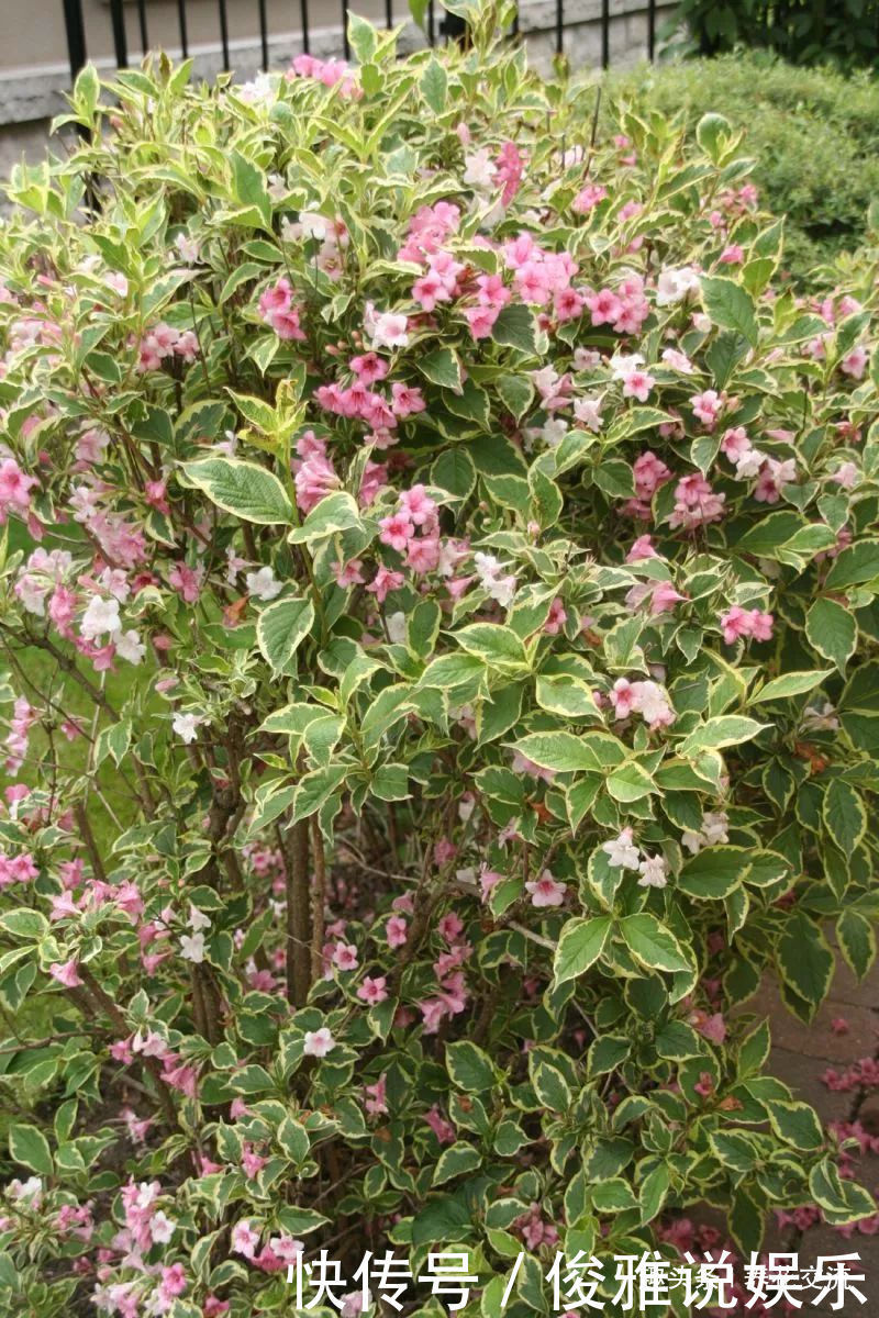 极其耐寒的锦带花,在东北和西北寒冷的地方能养很好,花开特旺盛