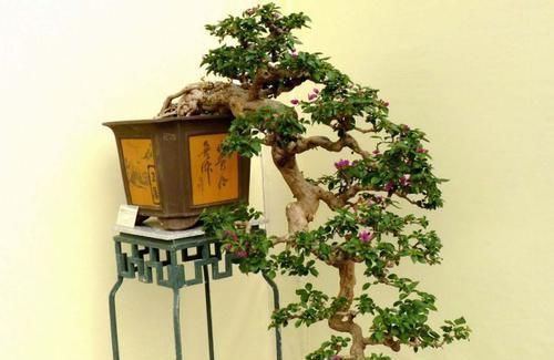 三角梅的养护方法太多了 能开花就是好方法 粉紫色 三角梅的养护方法太多了 能开花就是好方法 粉紫色