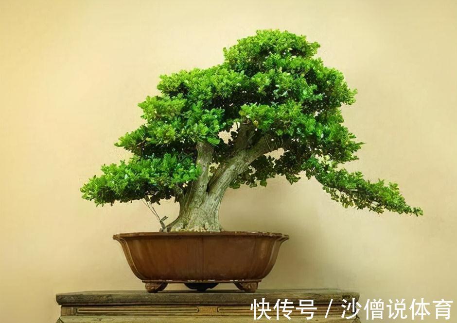 农历九月十八霜降后，养什么花？家里养3种花，吉祥如意幸福安康