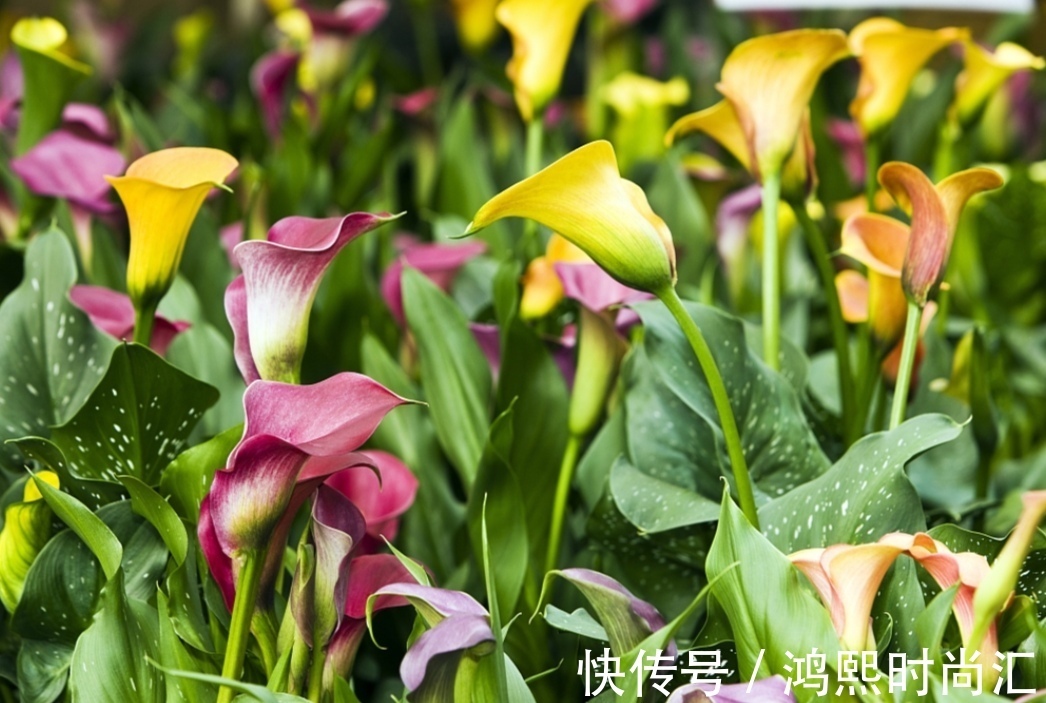 植株|6种花,植株体内含有毒成分,不适合摆放在室内