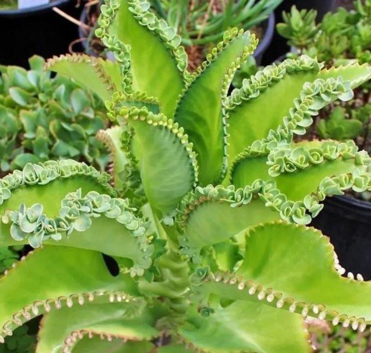 最适合“懒人”养的4种花,随意丢盆里就能活,谁养谁喜欢