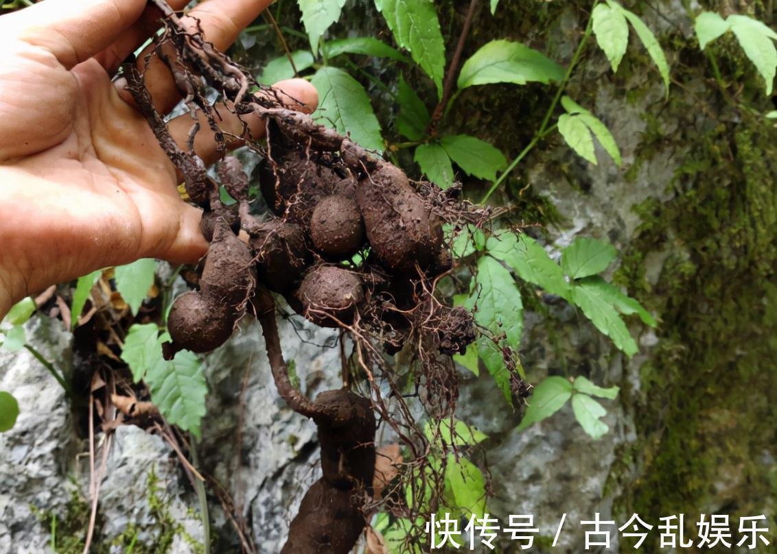 三叶青:长有3片叶子好辨认,年年有人采挖,如今靠种植400元/斤