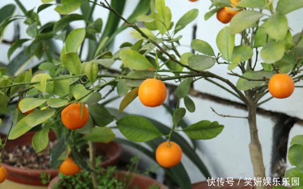 养花人,端正这几种心态,没有什么花养不好