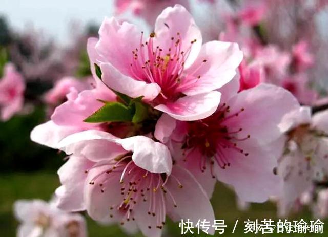 粉面|七绝（桃花赋）江南三月醉桃花，粉面娇柔艳晚霞