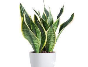 虎皮兰|谁说养花难?4种“泼辣花”,扔在土里就生根,繁殖一片小崽子