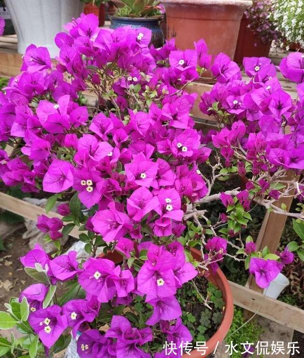 小黑屋|早秋,盆栽三角梅开花数量少了、个头小了怎么办抓牢4点足以