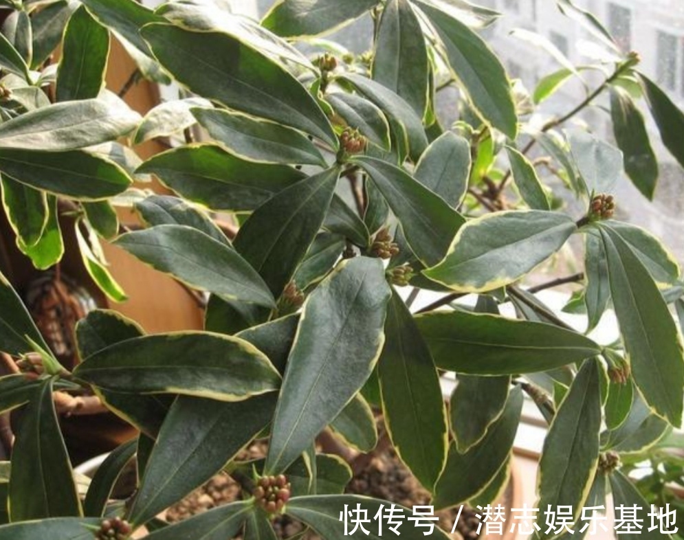 君子兰|你知道吗？夏天6种花要“休眠”，浇水多了就烂根