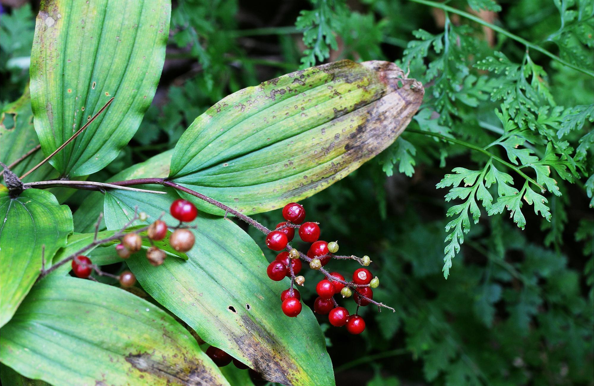 鹿药|山里一种野草,果实似樱桃,对肾有好处,价值珍贵人称“盘龙七”