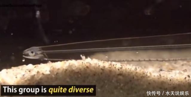 眼睛 这种鱼能够在水中“隐身”,除了眼睛之外,你很难看到它的肉体