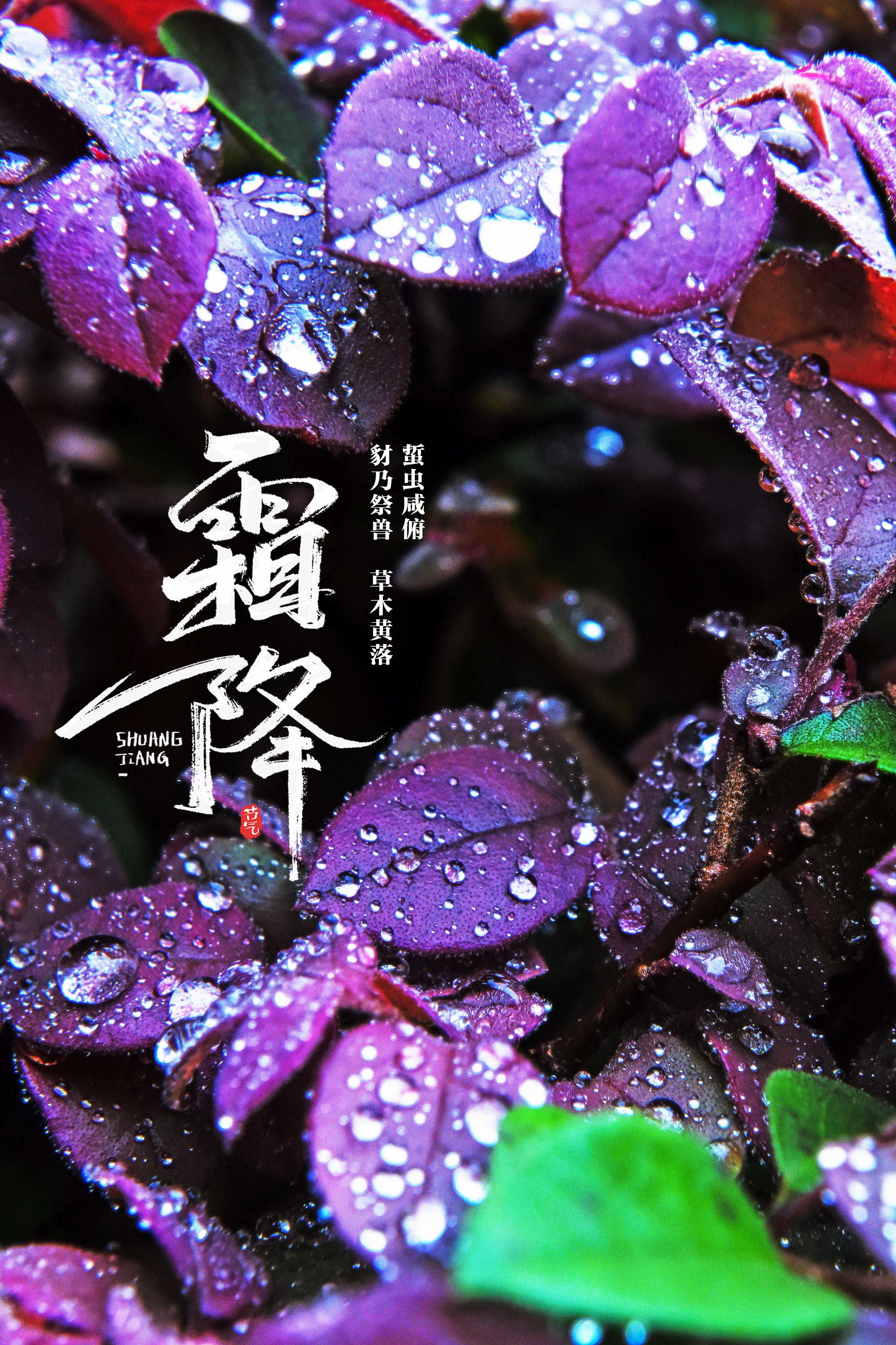 草木黄落！报节气|山明水净夜来霜 数树深红出浅黄