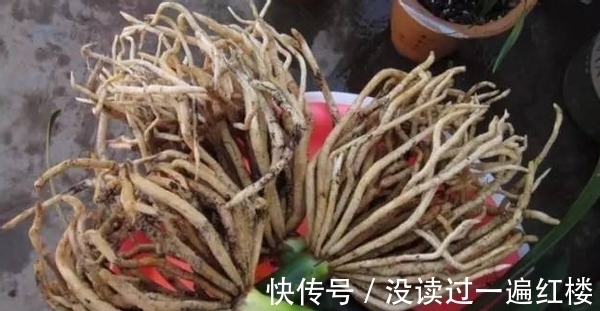 花友|图寓意好盆栽君子兰,想赏花就别忽略这4点“小要求”