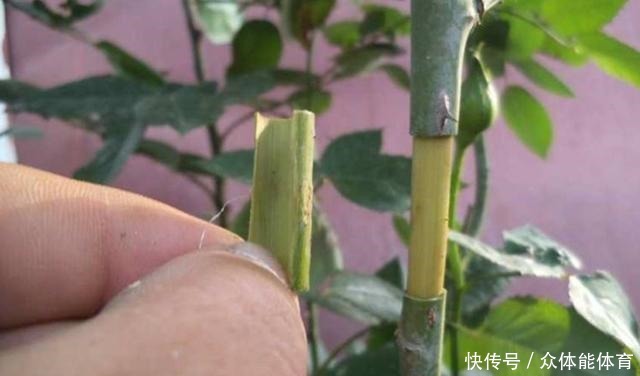 扦插月季失败，试试这种繁殖方法，更容易成活！