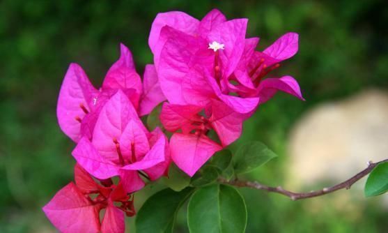 碰碰香|“5种花”养一盆在家,旺人又旺财,一开就是300多天,好养、漂亮