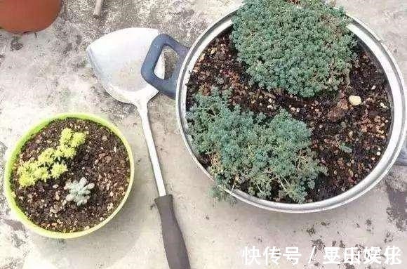 塑料瓶|花盆别买了，家里找一找就有，不要的牛仔裤也能当花盆养花