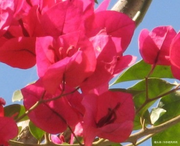 隔壁大爷家的三角梅年年开爆盆，而我家的总低头，这是为什么