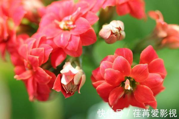 长寿花怎么养才开花，长寿花的养殖方法和诀窍你看了吗